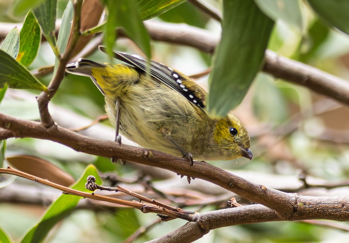 Forty-spotted Pardalote - ML619188007
