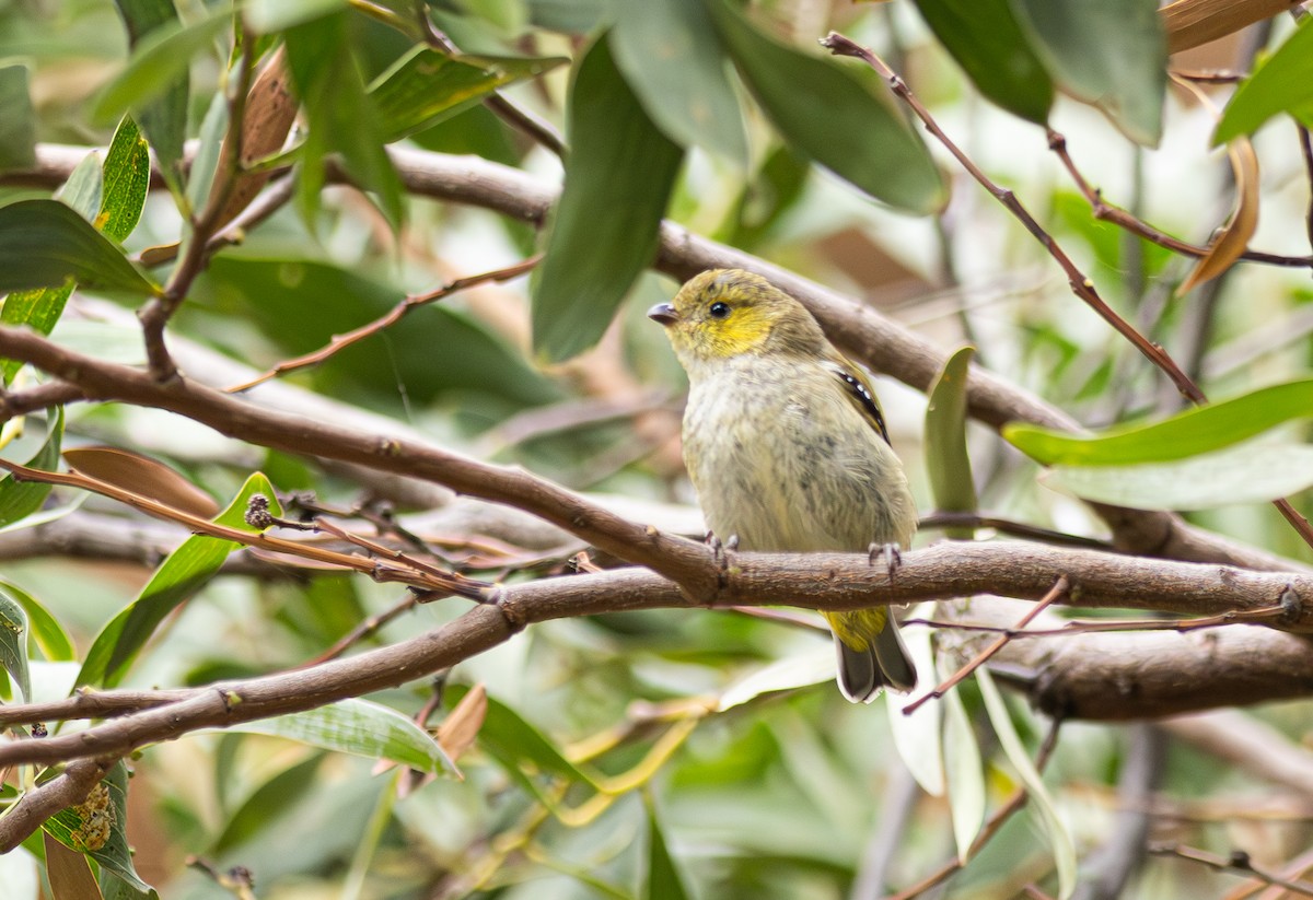 Forty-spotted Pardalote - ML619188008