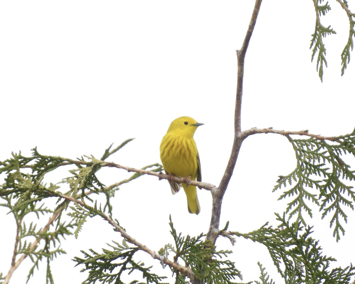 Yellow Warbler - ML619188024