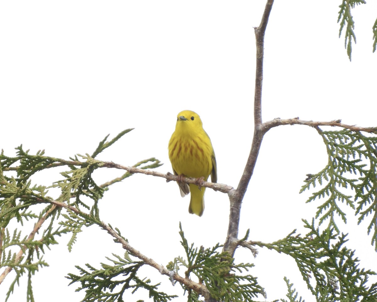 Yellow Warbler - ML619188025