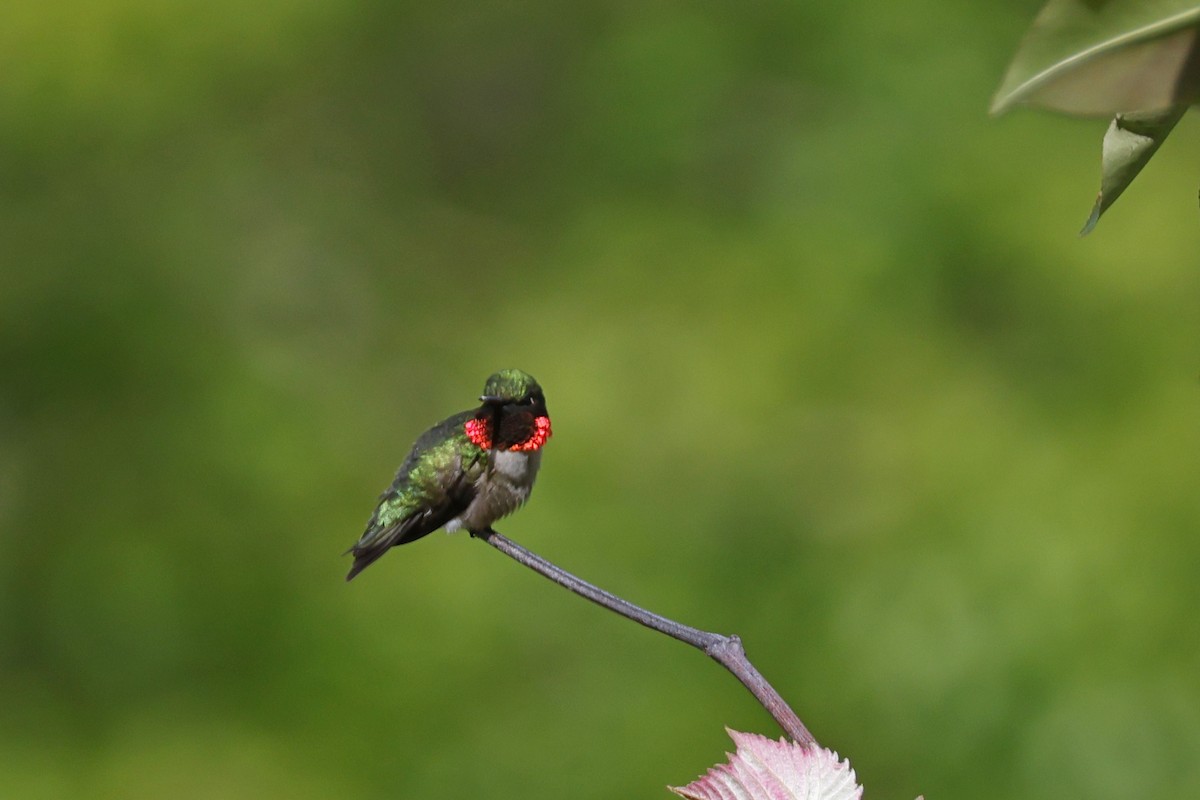 Ruby-throated Hummingbird - ML619188057