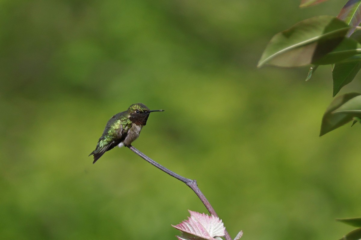 Ruby-throated Hummingbird - ML619188060