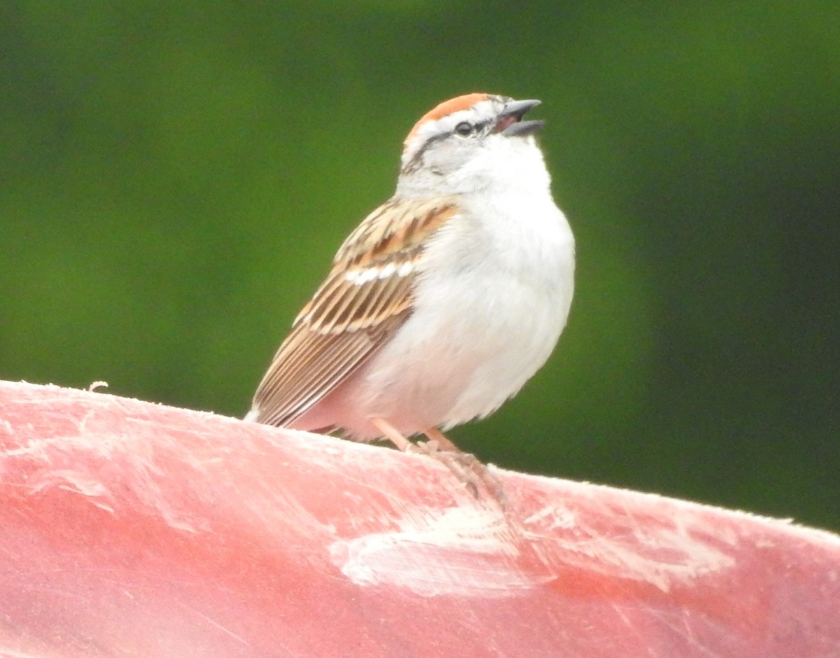 Chipping Sparrow - ML619188062