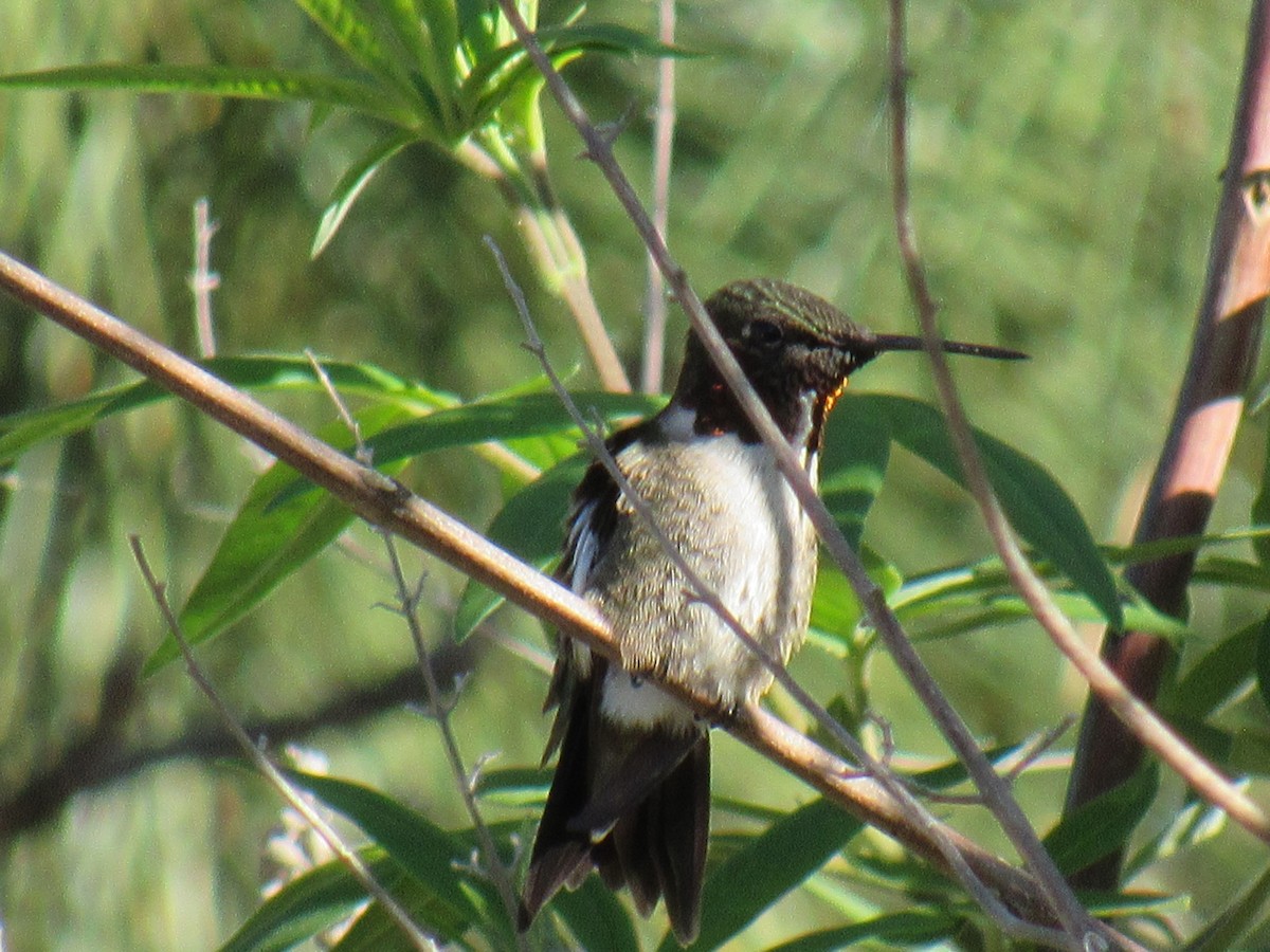 Ruby-throated Hummingbird - ML619188081