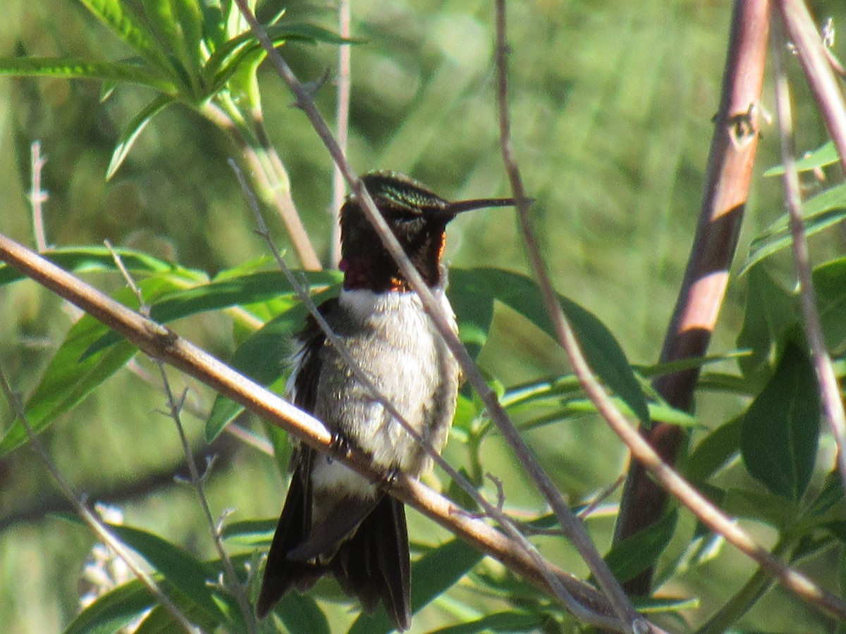 Ruby-throated Hummingbird - ML619188131