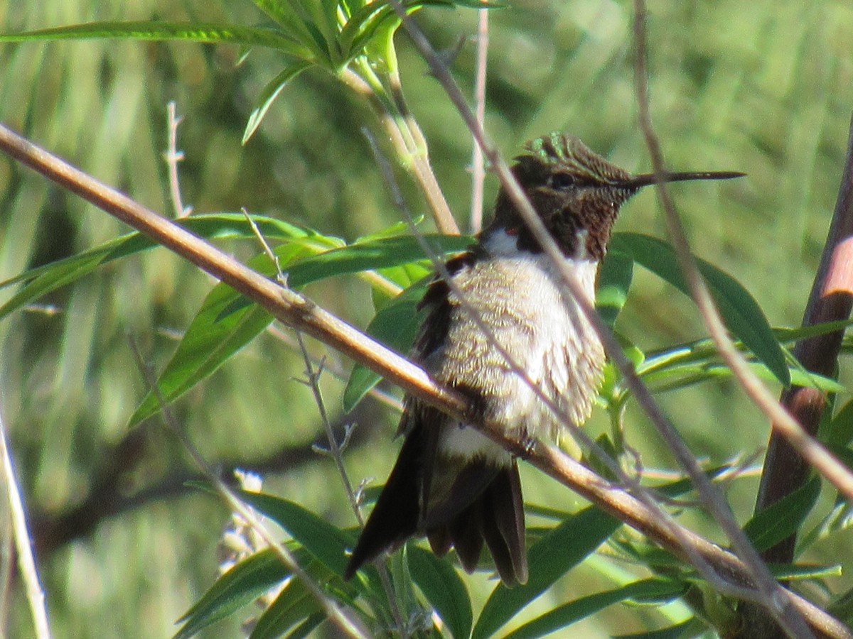 Ruby-throated Hummingbird - ML619188152