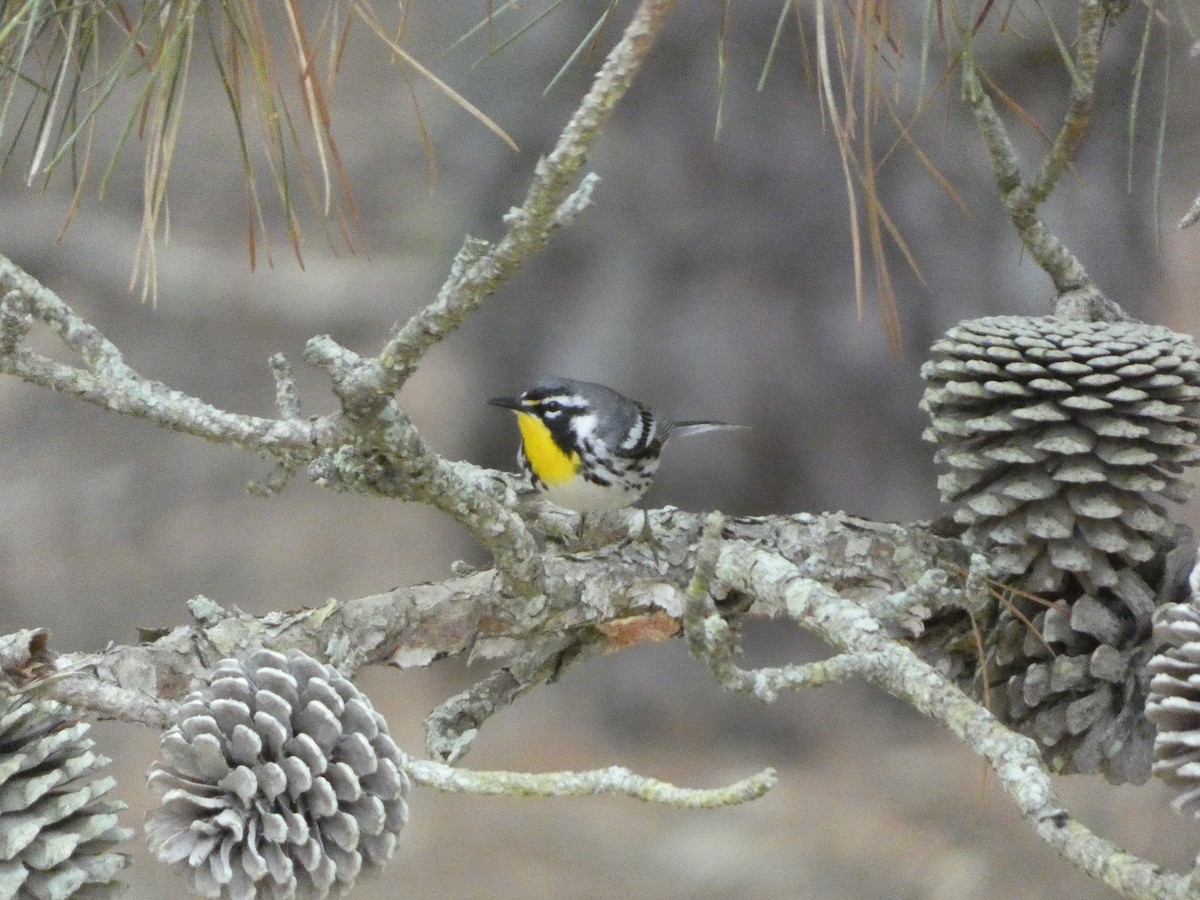 Yellow-throated Warbler - ML619188166