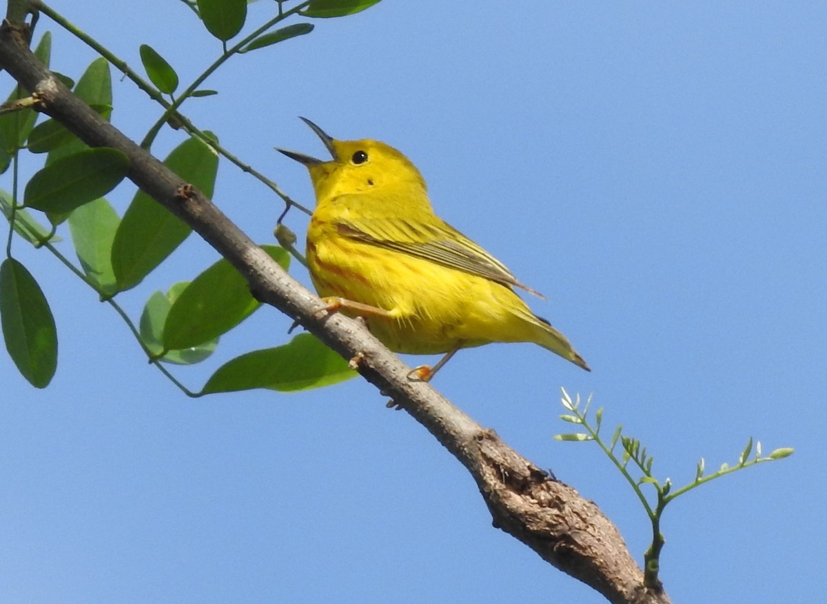 Yellow Warbler - ML619188167