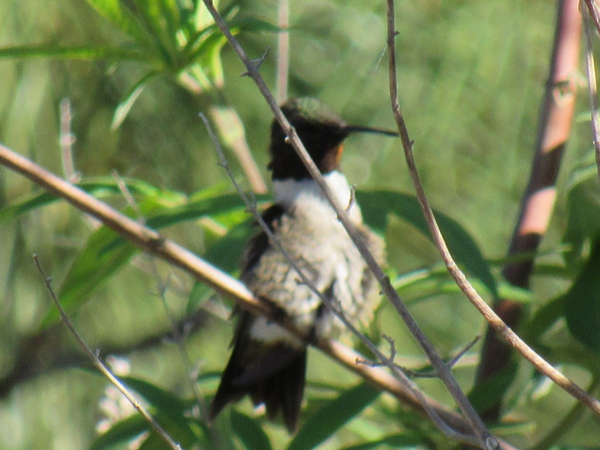 Ruby-throated Hummingbird - ML619188171