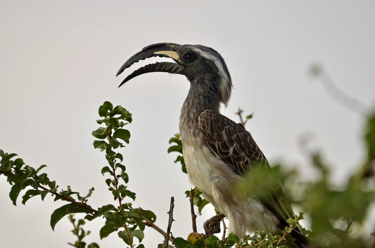 African Gray Hornbill - ML619188172