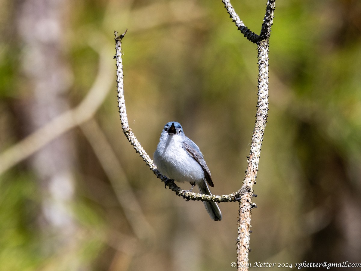 Blue-gray Gnatcatcher - ML619188184