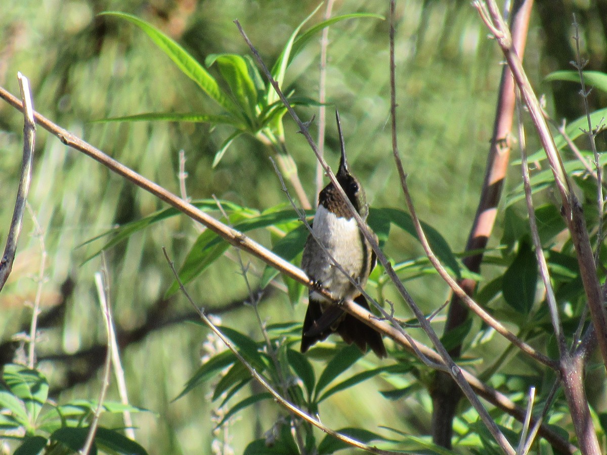 Ruby-throated Hummingbird - ML619188186