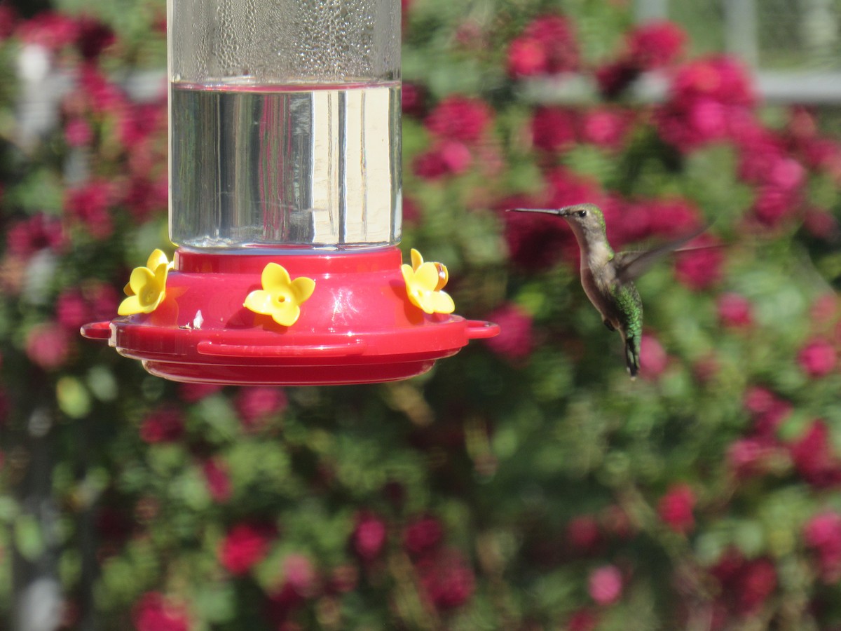 Ruby-throated Hummingbird - ML619188210
