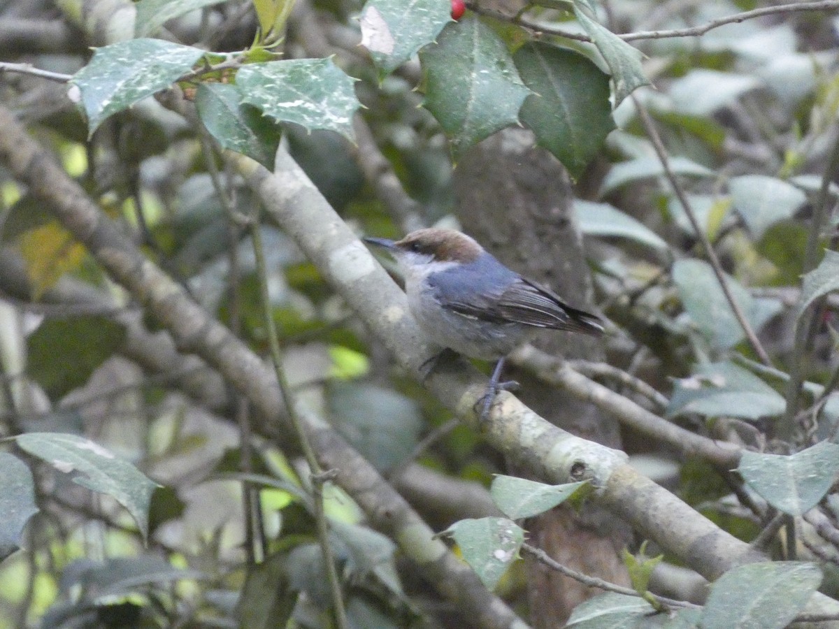 Brown-headed Nuthatch - ML619188213