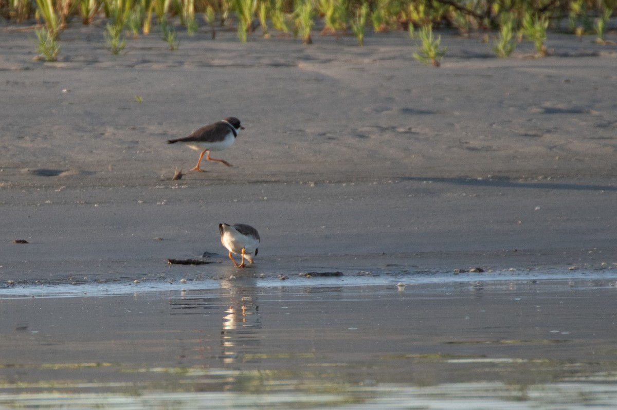 Semipalmated Plover - ML619188217