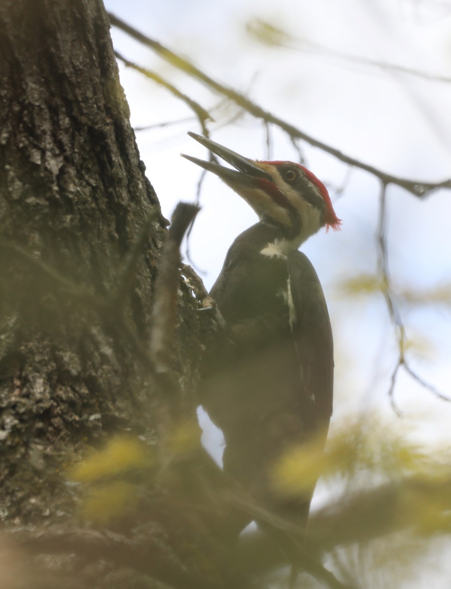 Pileated Woodpecker - ML619188226