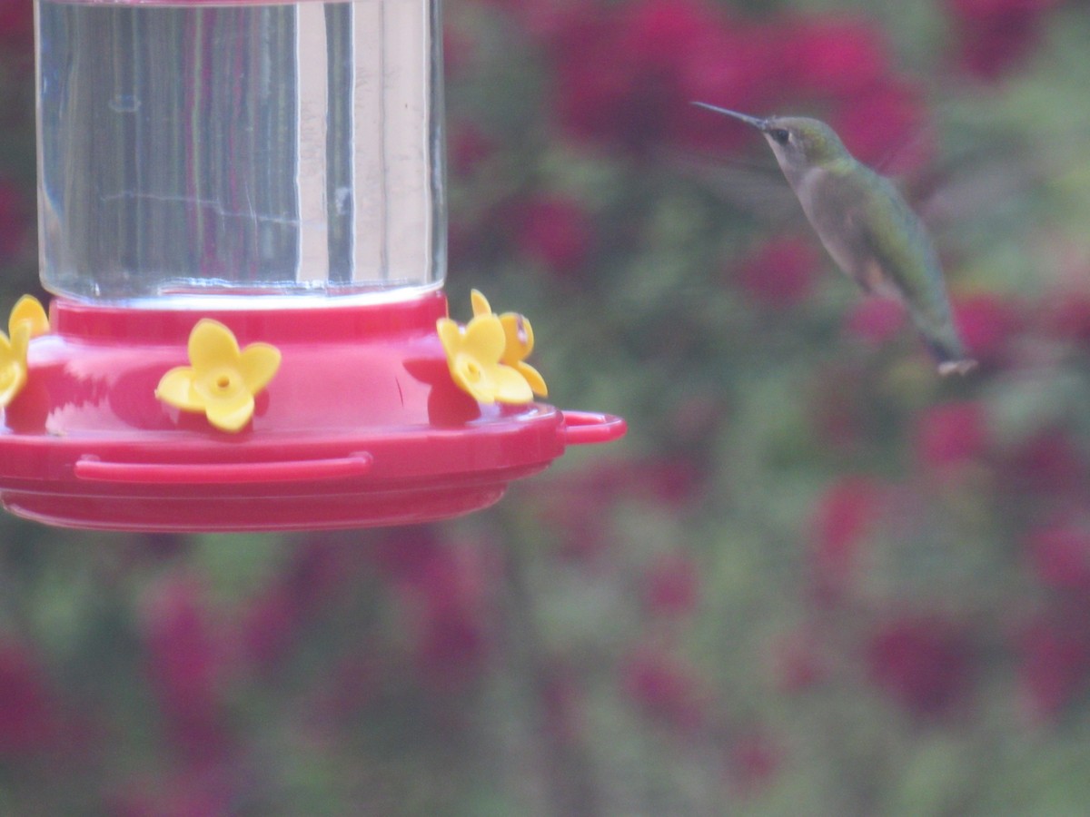 Ruby-throated Hummingbird - ML619188248