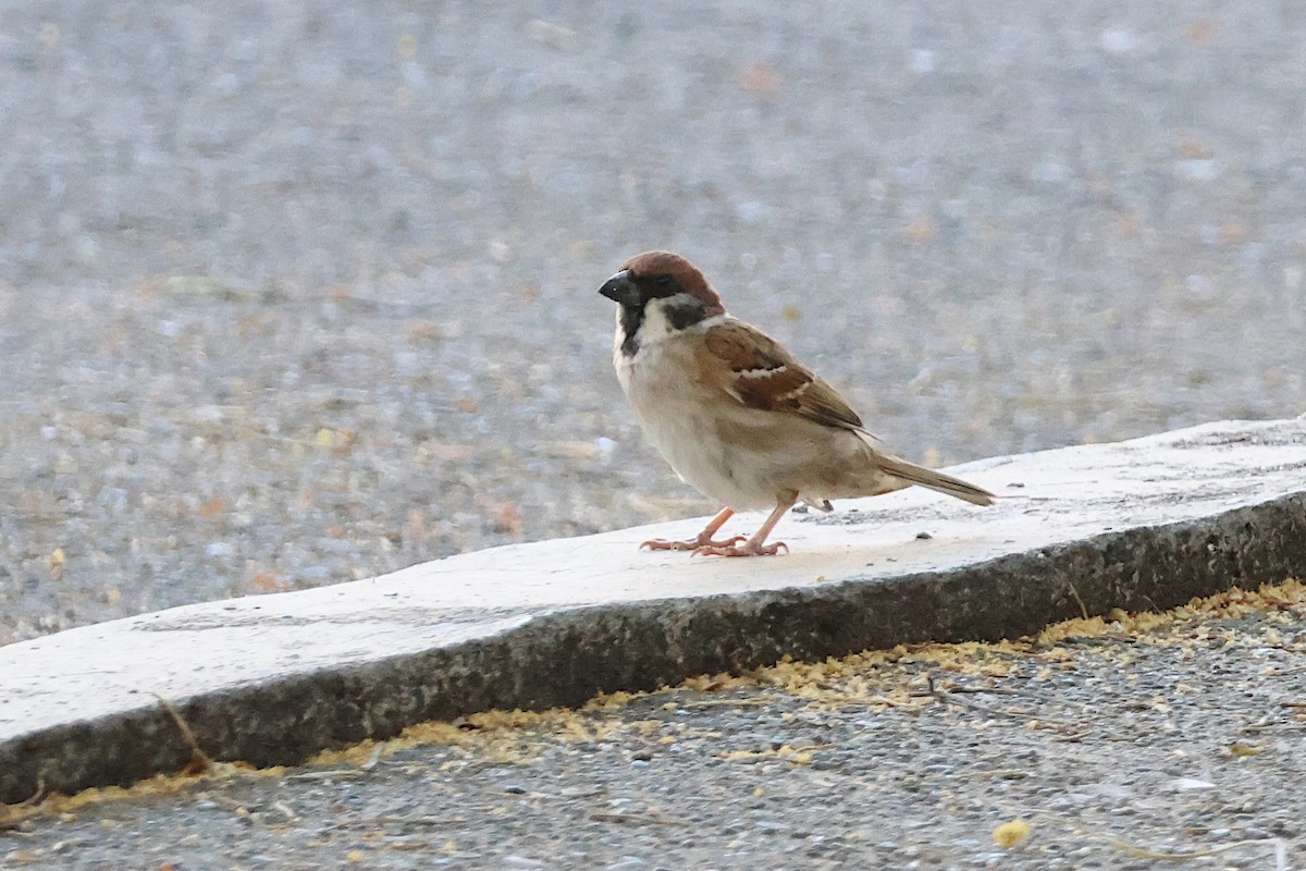 Eurasian Tree Sparrow - ML619188261