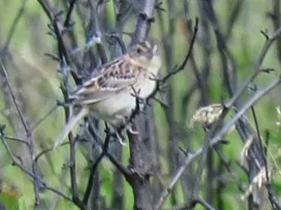Grasshopper Sparrow - ML619188273