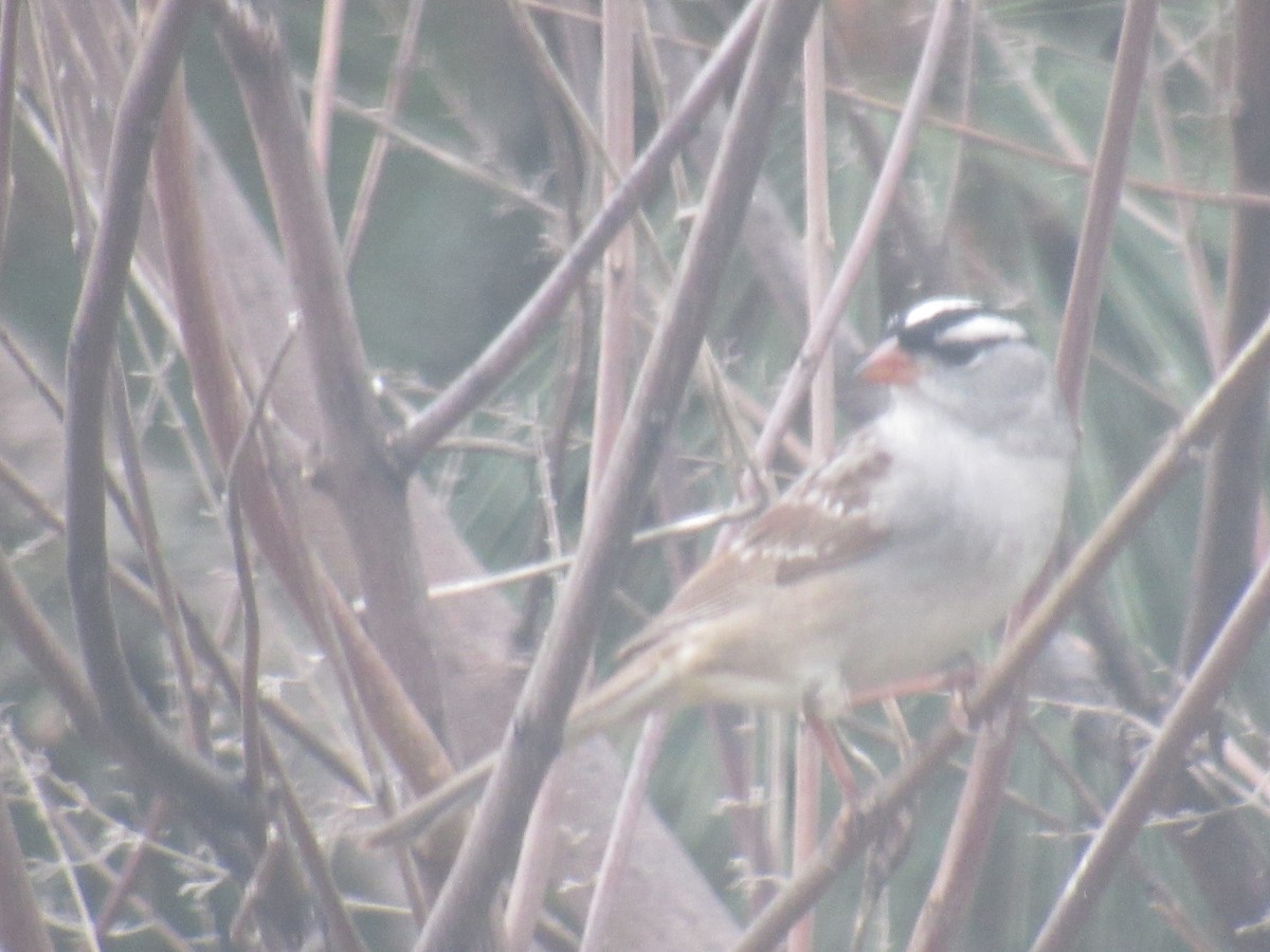 White-crowned Sparrow - ML619188293