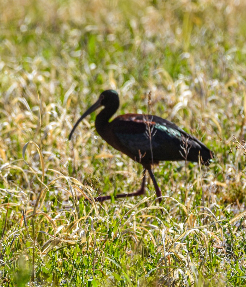 ibis americký - ML619188296