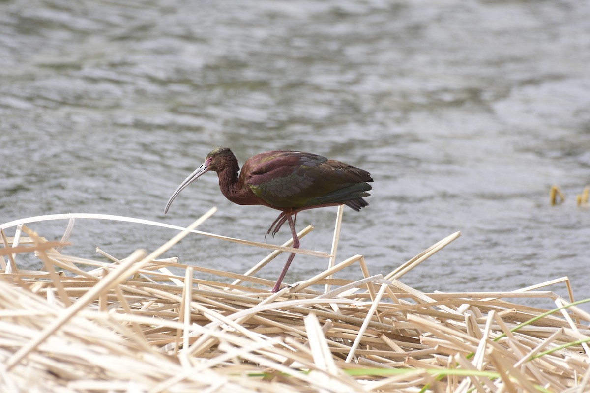 ibis americký - ML619188306