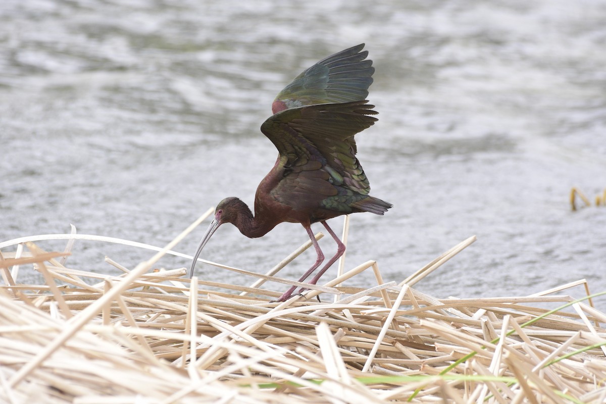 ibis americký - ML619188307