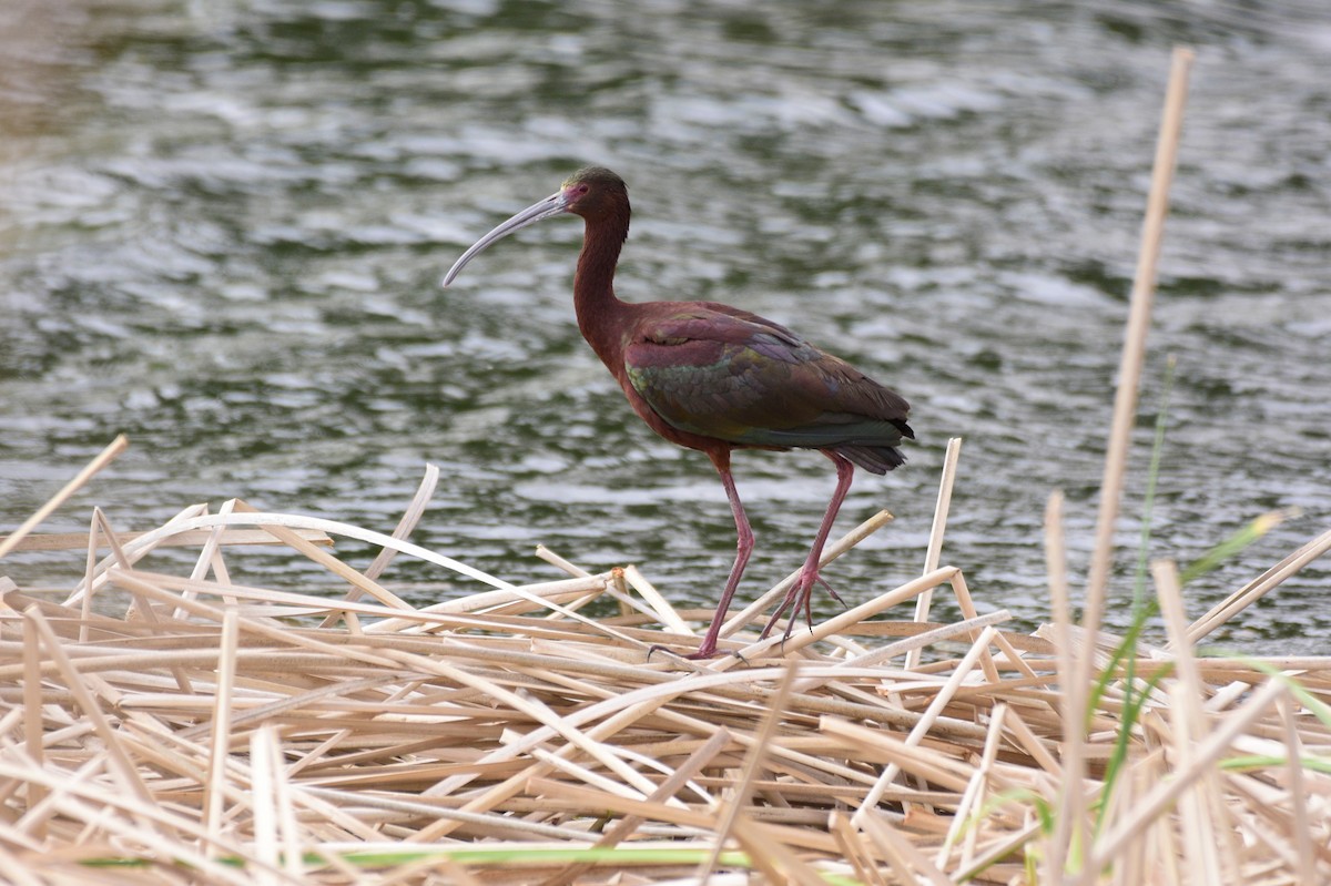 ibis americký - ML619188308