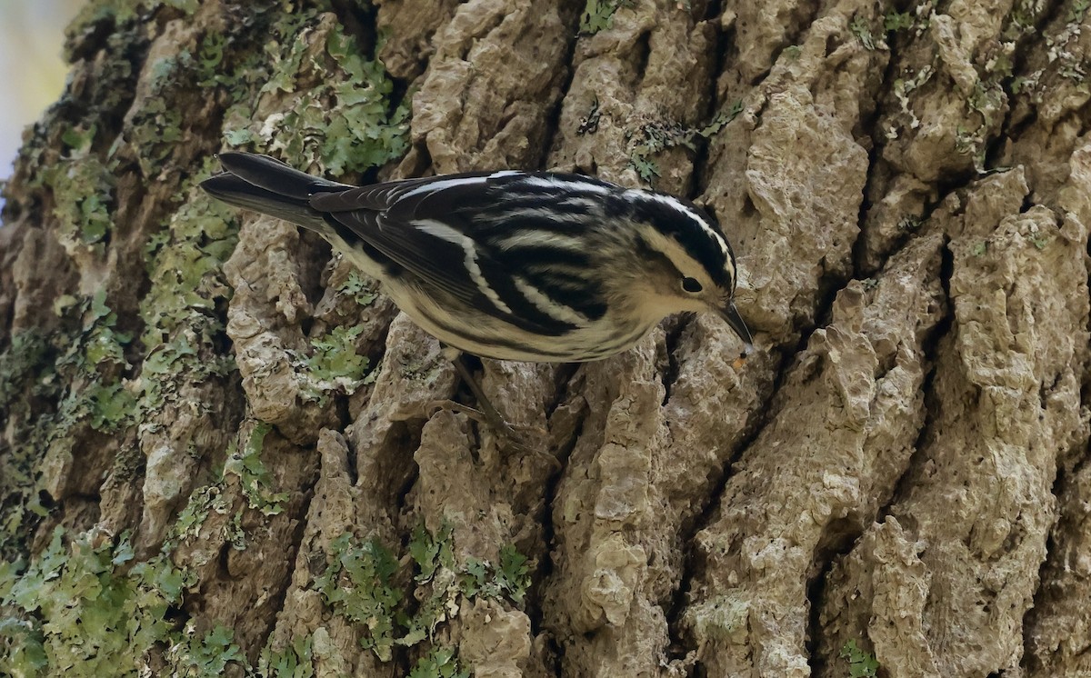 Black-and-white Warbler - ML619188318