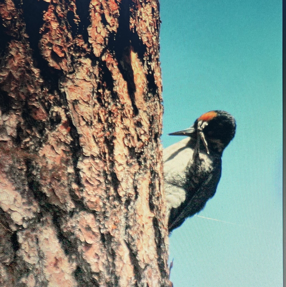 Black-backed Woodpecker - ML619188320