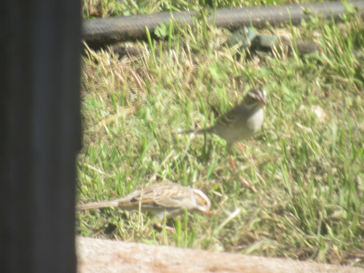 Clay-colored Sparrow - ML619188338