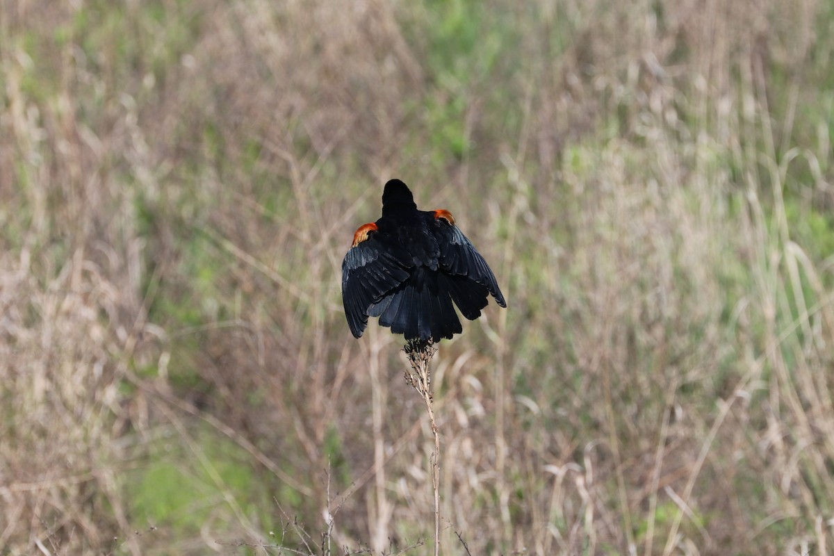 Red-winged Blackbird - ML619188432