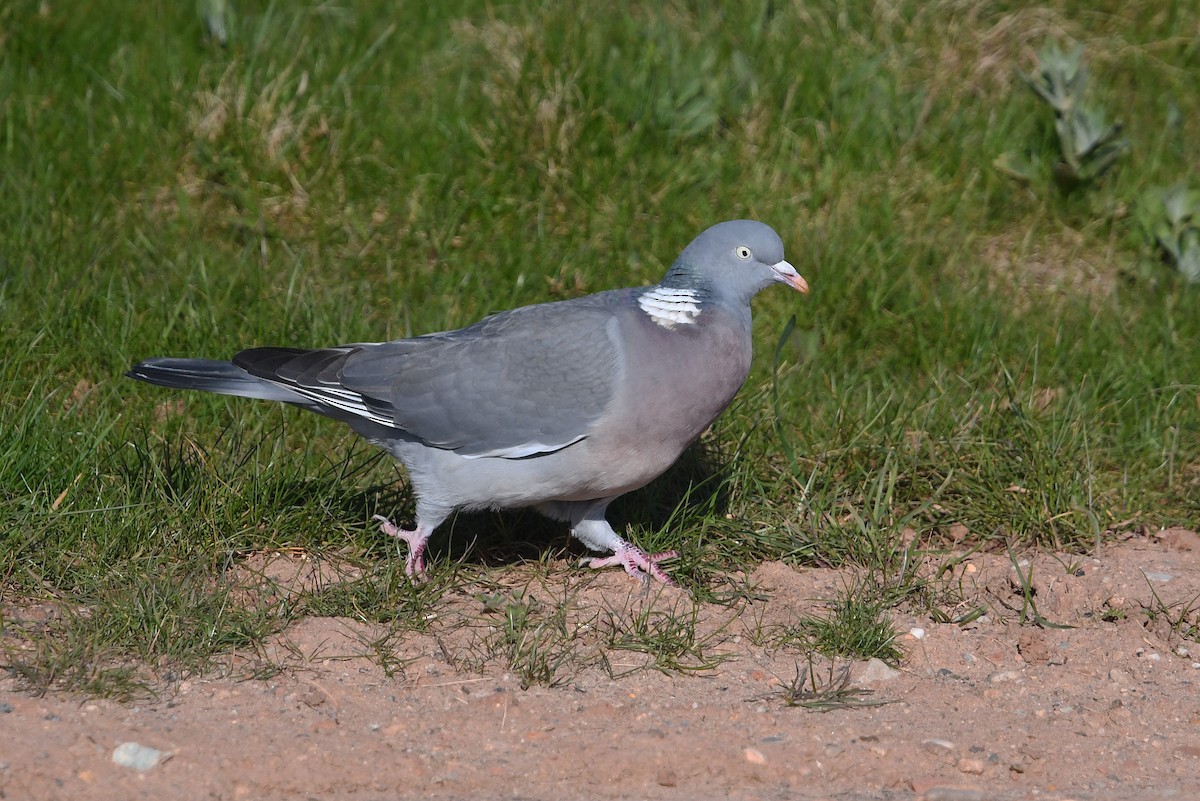 Common Wood-Pigeon - ML619188435