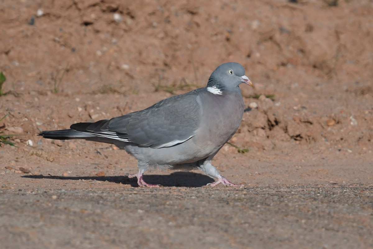 Pigeon ramier - ML619188437