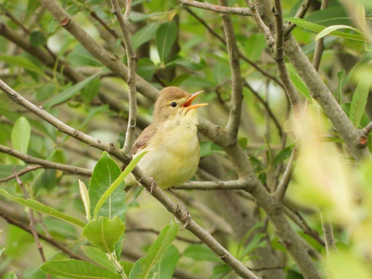 Melodious Warbler - ML619188481