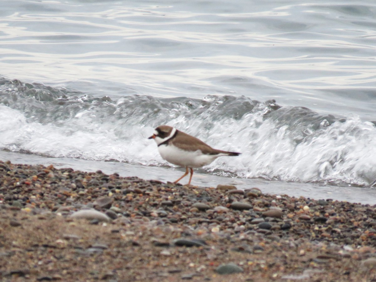 Semipalmated Plover - ML619188523