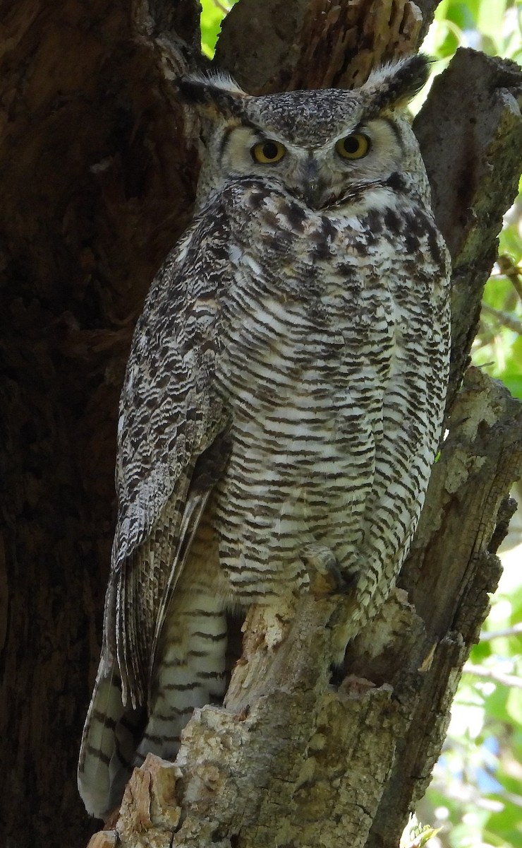 Great Horned Owl - ML619188525