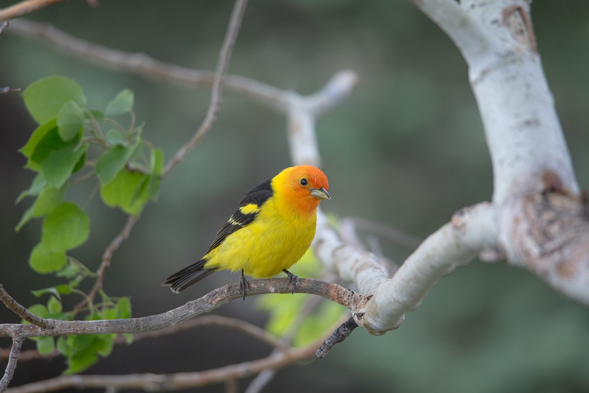 Western Tanager - ML619188527