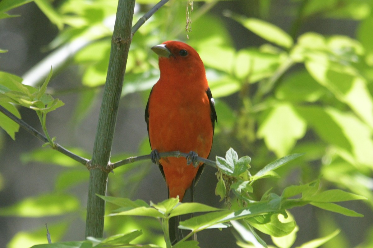 Scarlet Tanager - ML619188530