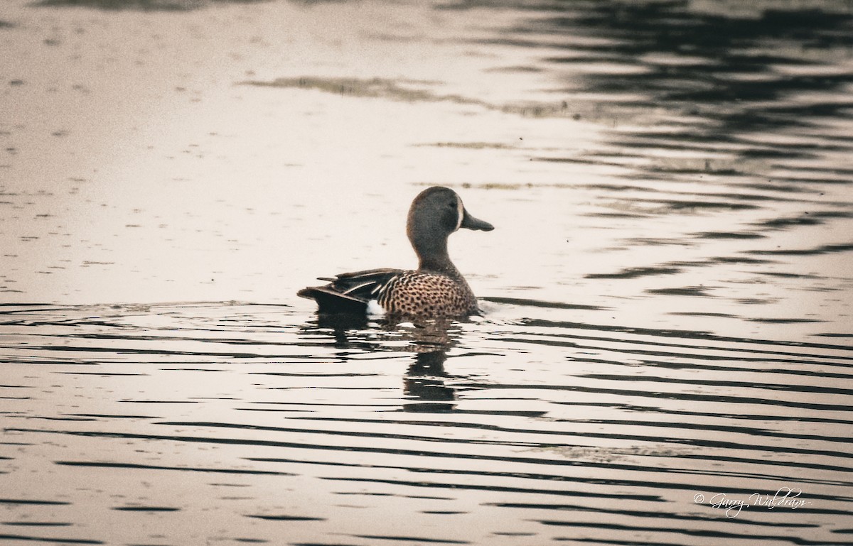 Blue-winged Teal - ML619188534
