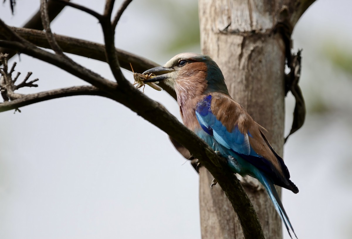 Lilac-breasted Roller - ML619188544