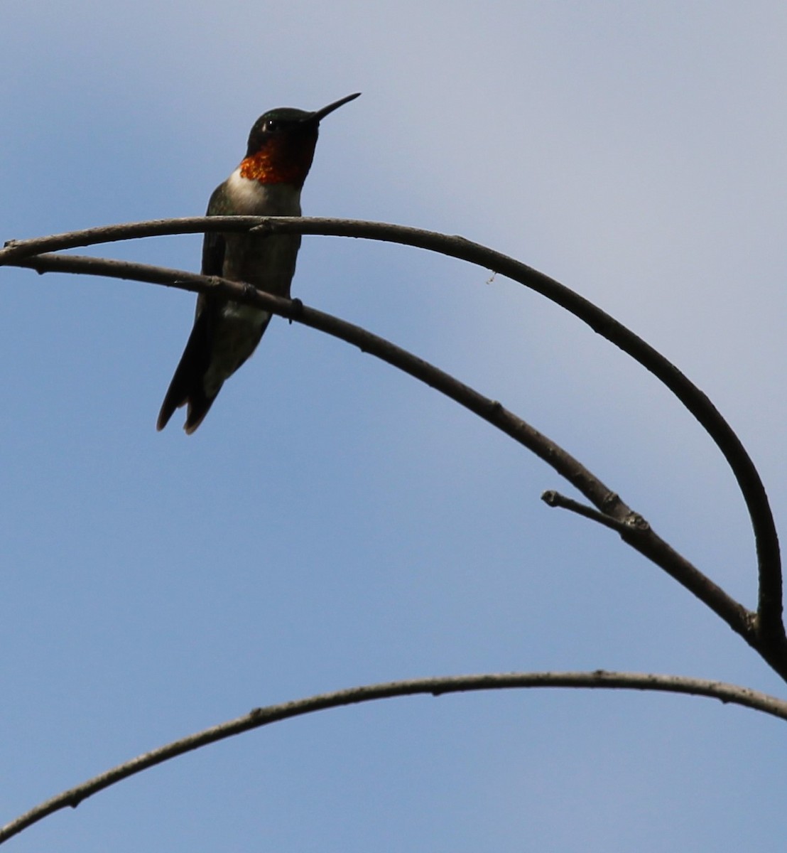 Ruby-throated Hummingbird - ML619188551