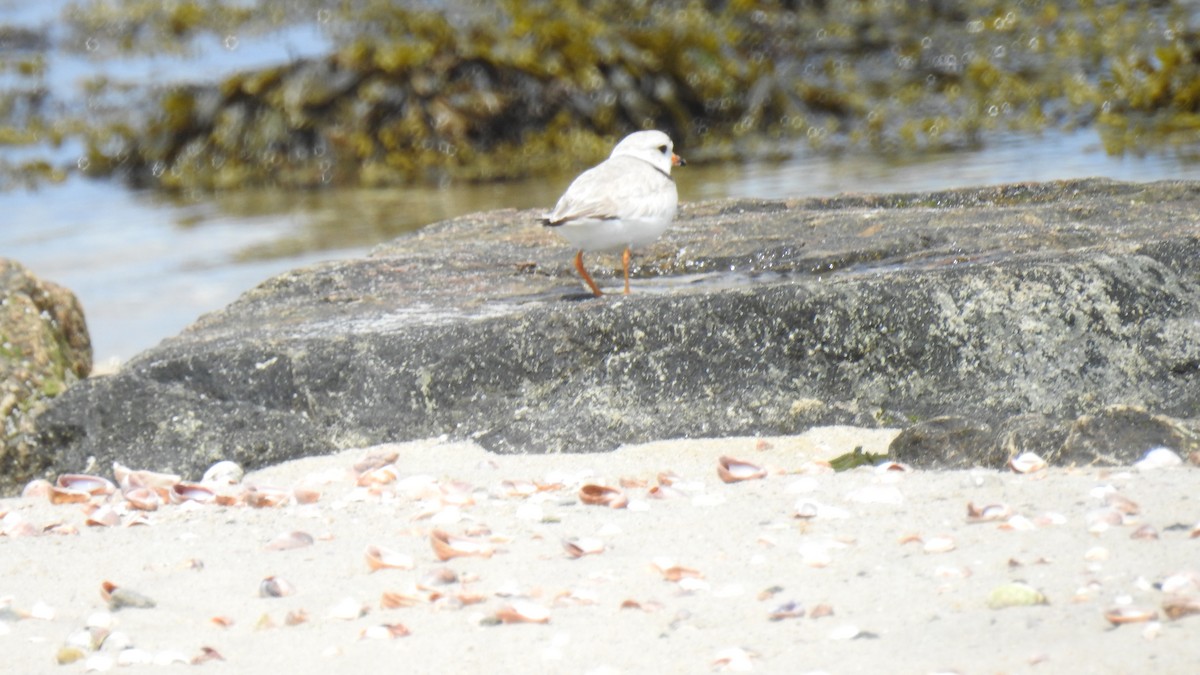Piping Plover - ML619188554
