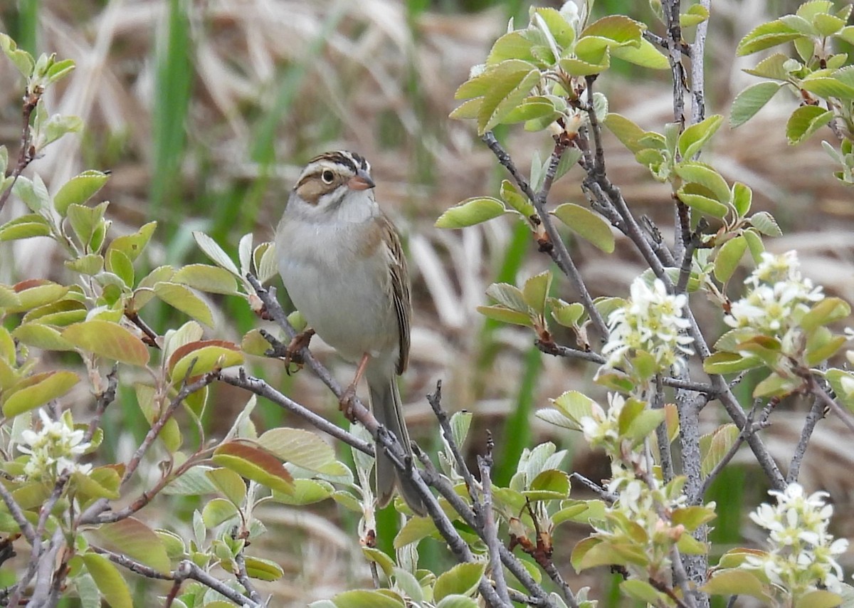 Clay-colored Sparrow - ML619188576