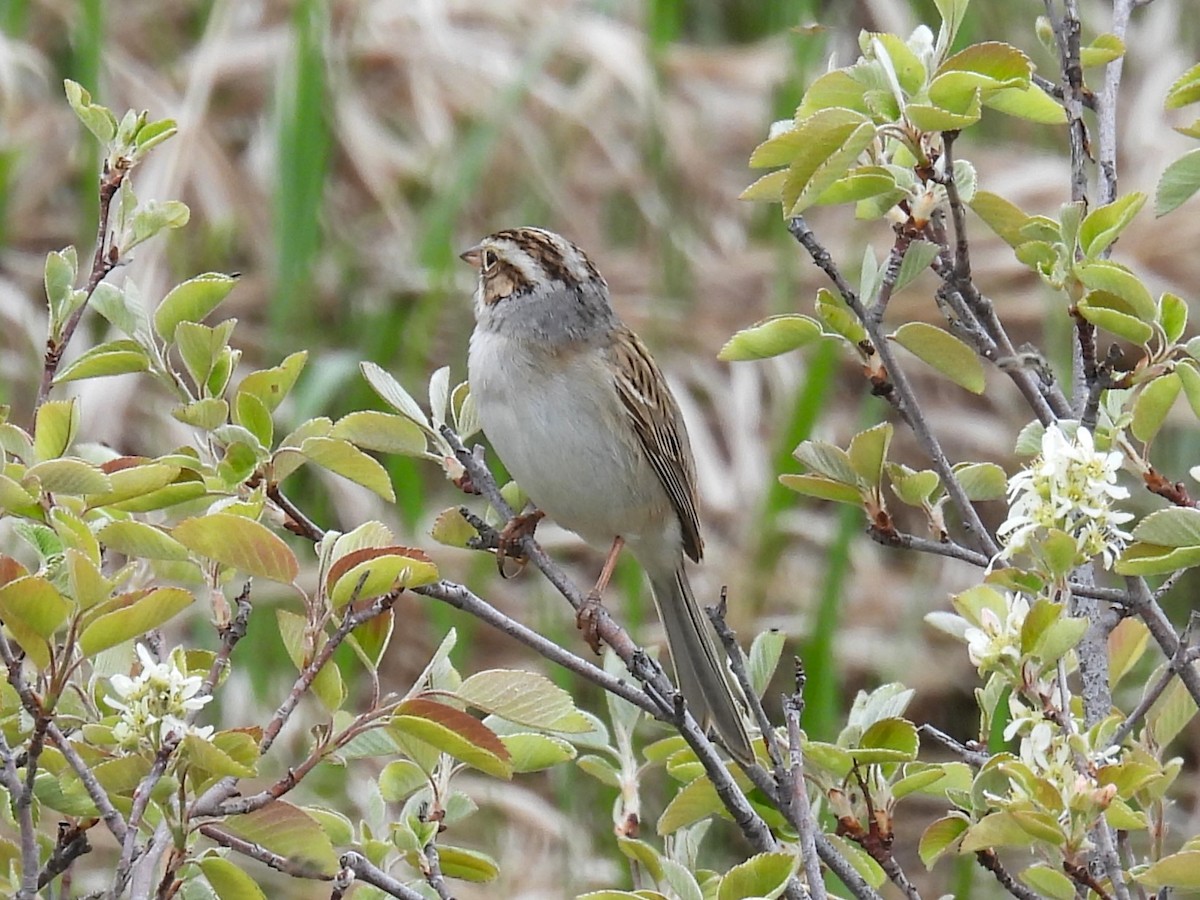 Clay-colored Sparrow - ML619188577