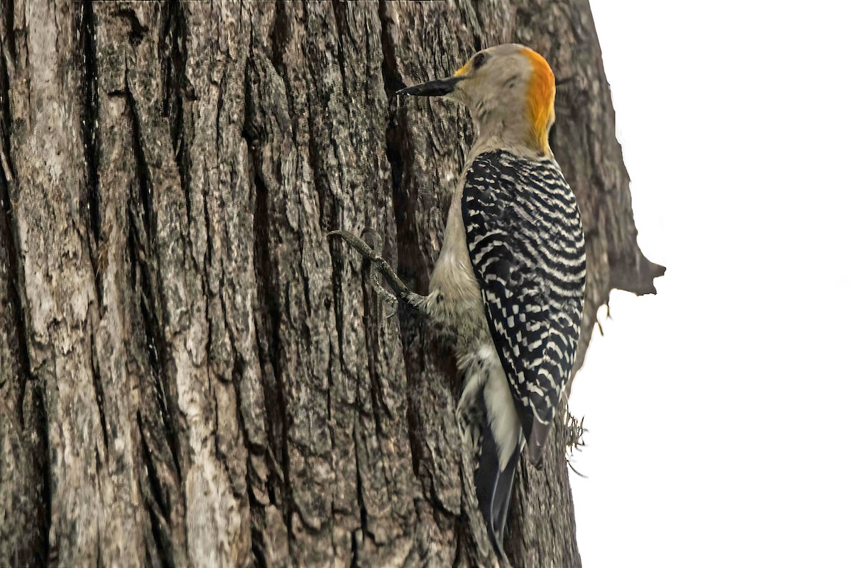 Golden-fronted Woodpecker - ML619188582