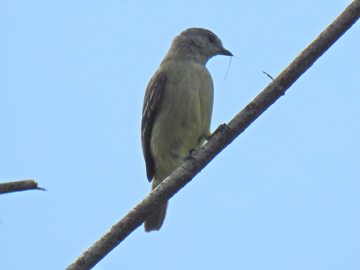 Yellow-crowned Tyrannulet - ML619188613
