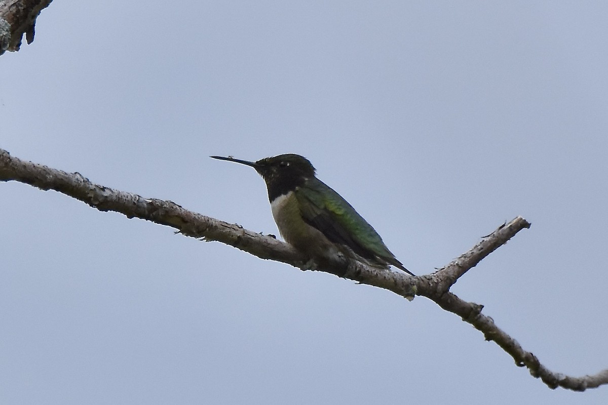 Ruby-throated Hummingbird - ML619188618