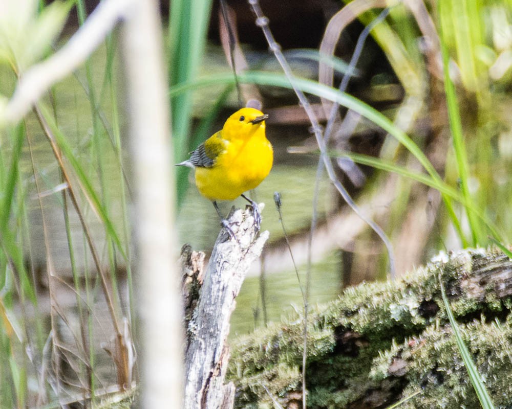Prothonotary Warbler - ML619188709