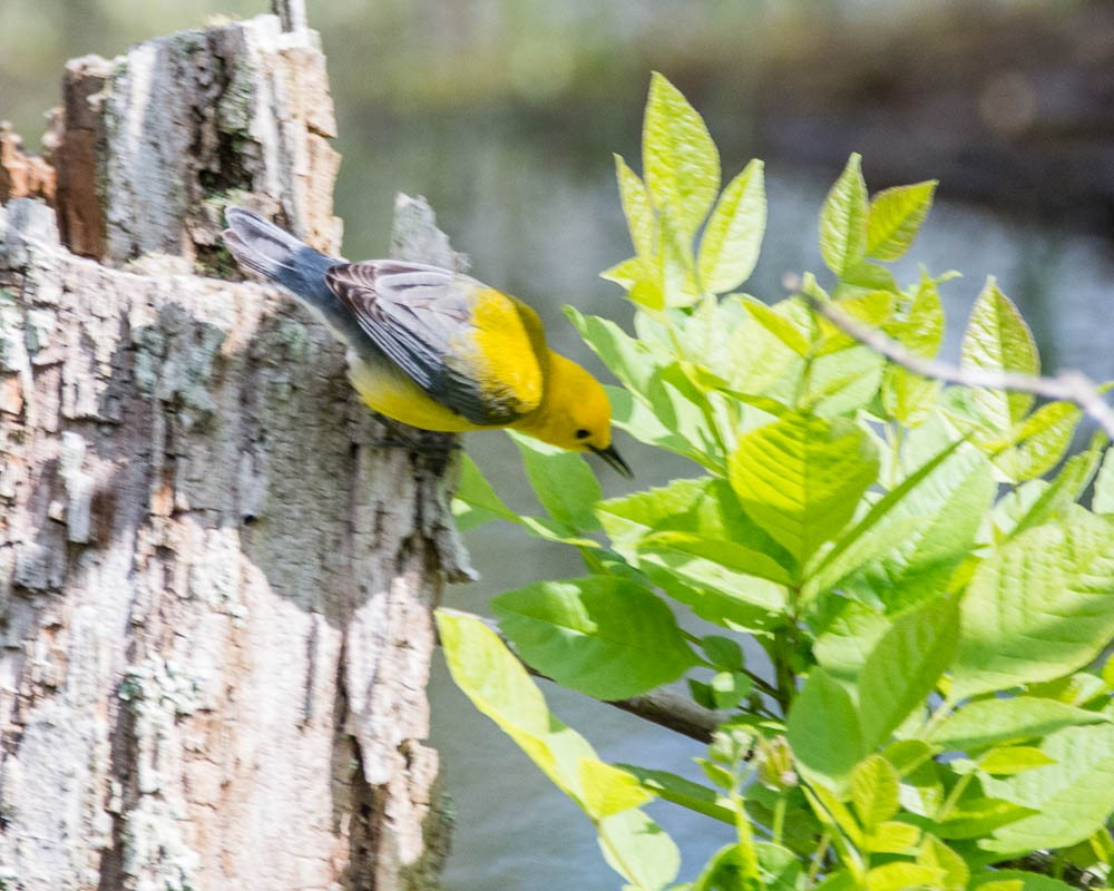 Prothonotary Warbler - ML619188710